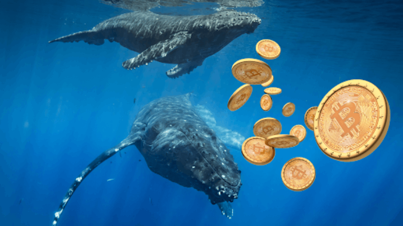 Aumento do estoque de $ 3B das baleias Bitcoin revelado em dados de janeiro